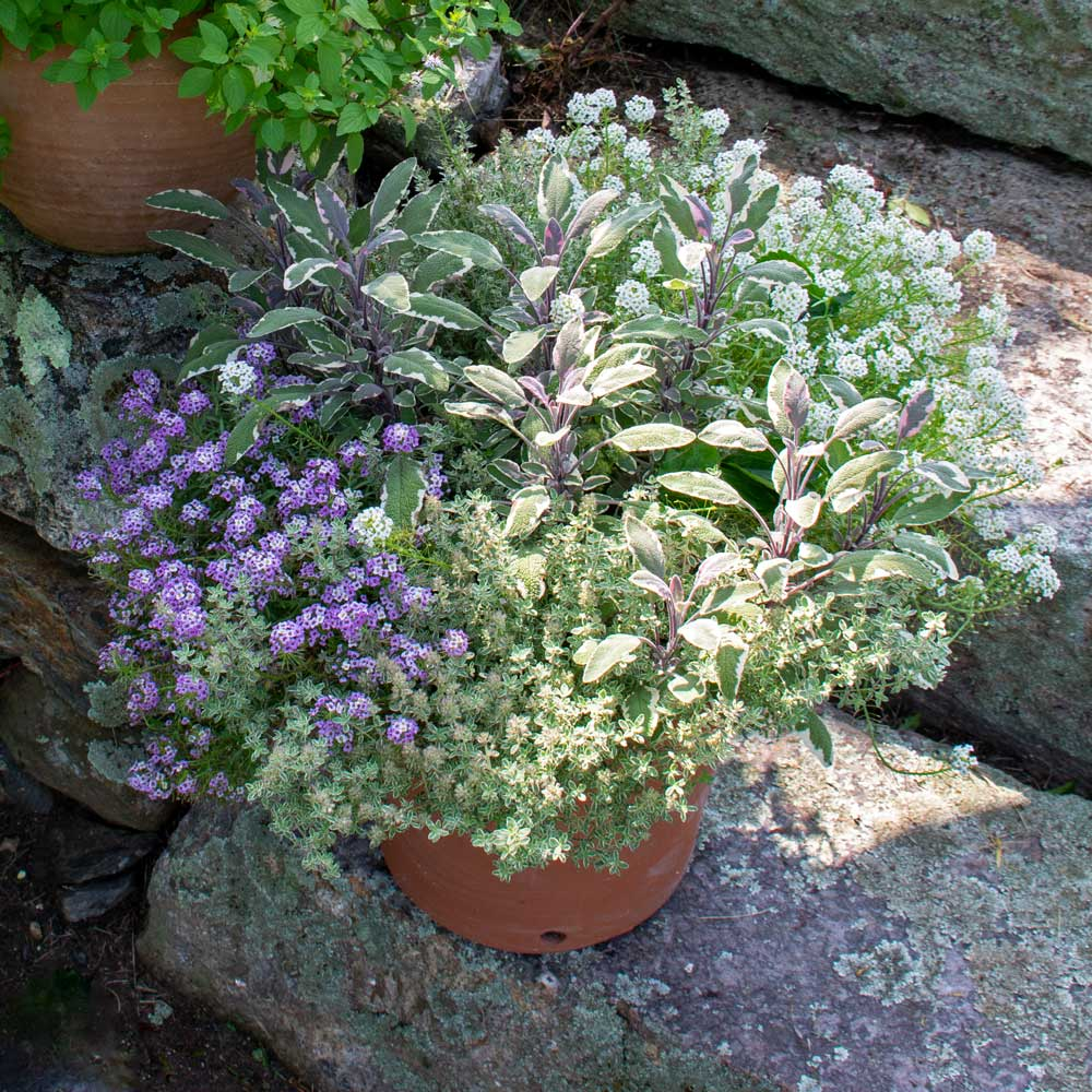 lupine container pot with salvia thyme