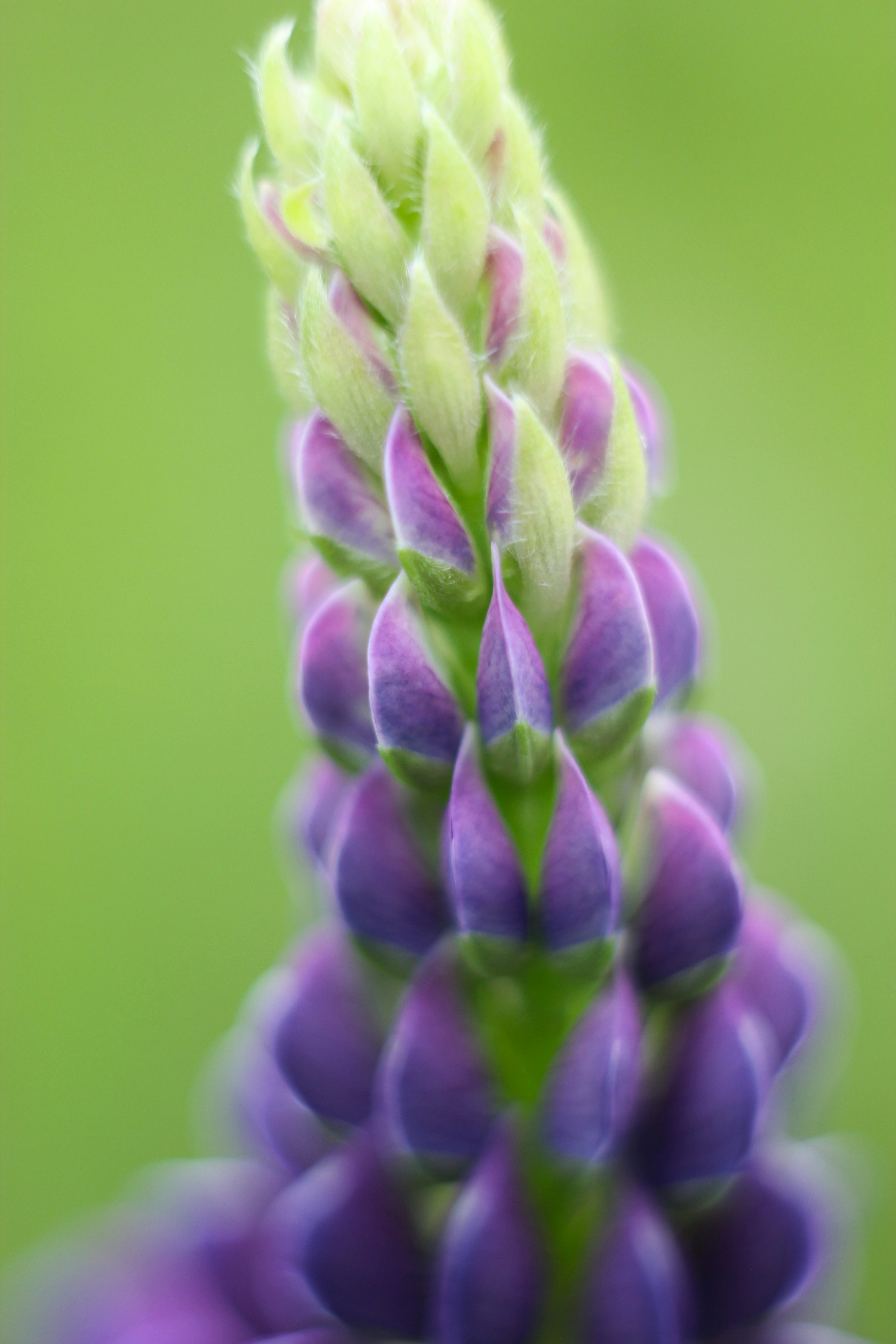 lupine half-open spike close-up