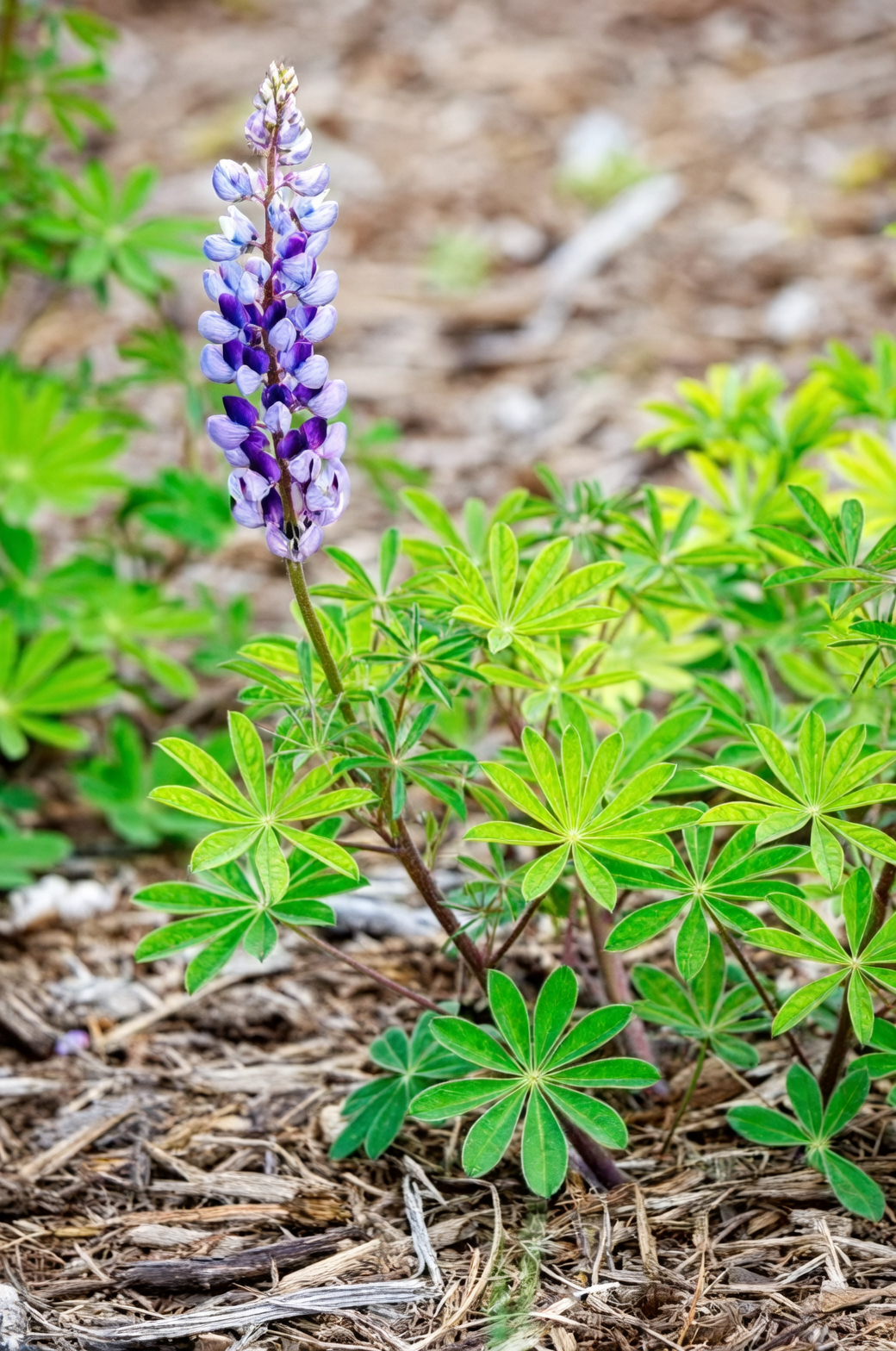 lupine stems hydrating in bucket