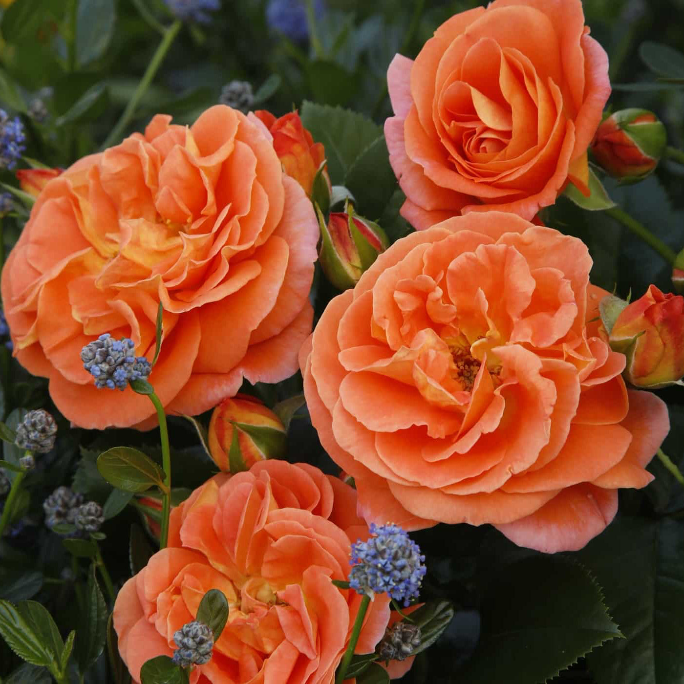 blue lupine coral peach roses