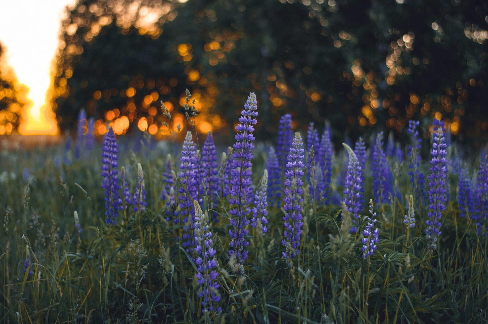 Grow Lupines Where Summers Sizzle? Shade-Hacking and Deep-Pot Tricks That Work