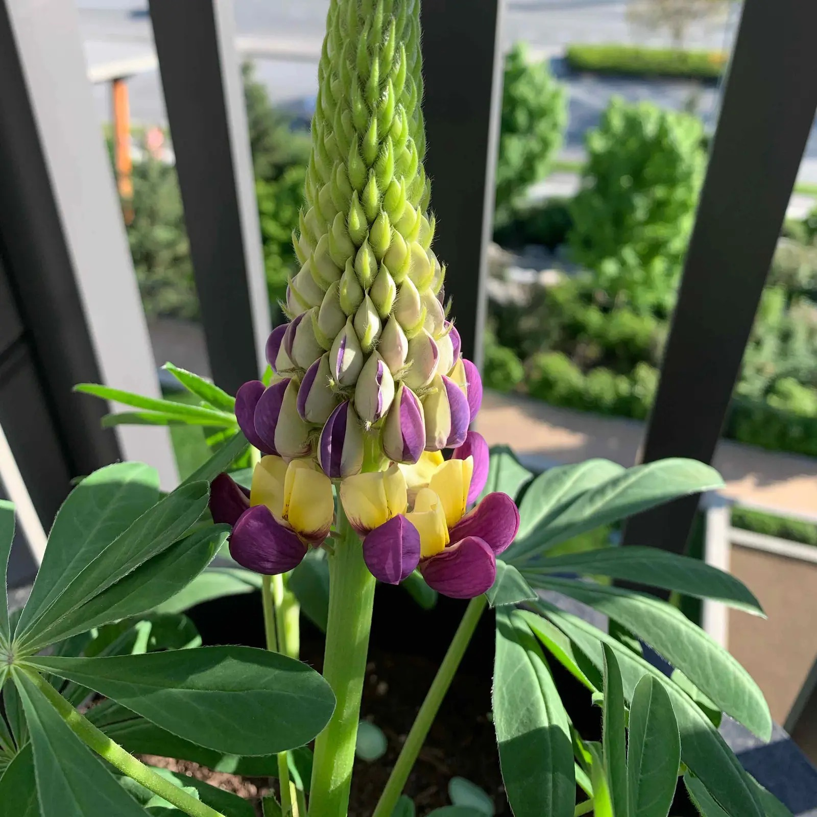 lupine under shade cloth