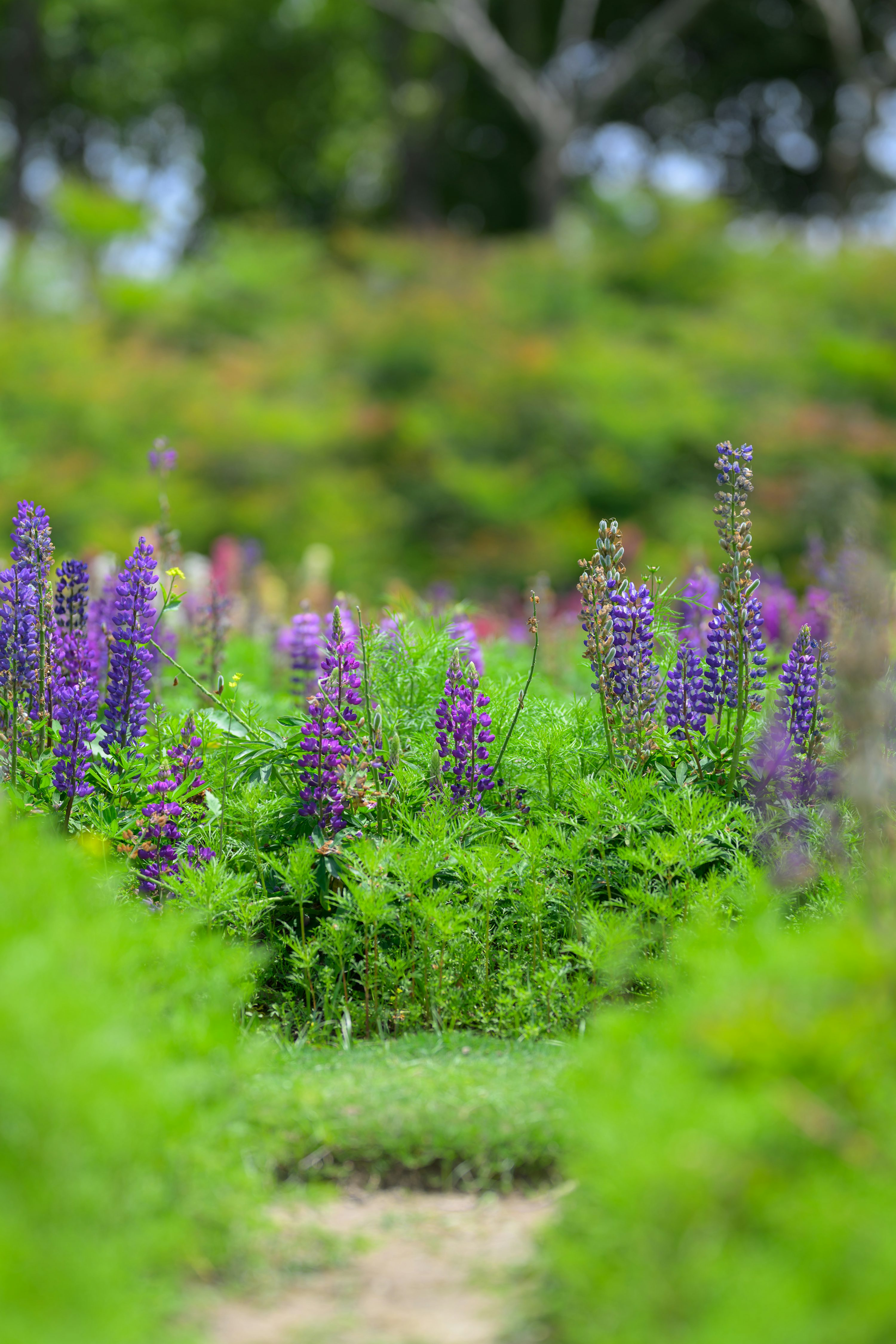lupine watering at soil level