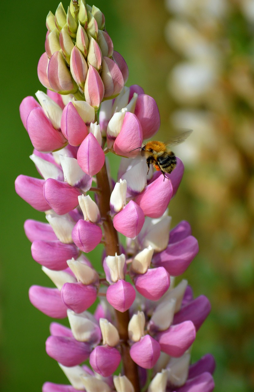 lupine in deep container pot