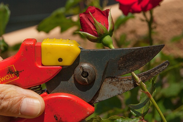 lupine deadheading garden shears