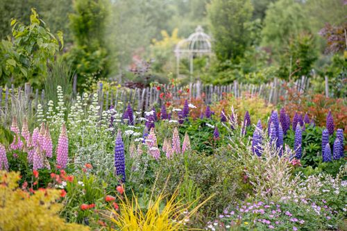Deer-Resistant Drama: Designing Cottage Borders with Lupine Color Stacks and Spring Succession