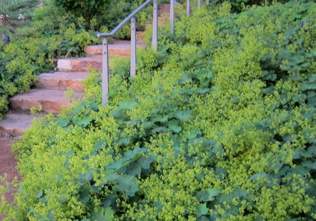 lupine with iris ladys mantle