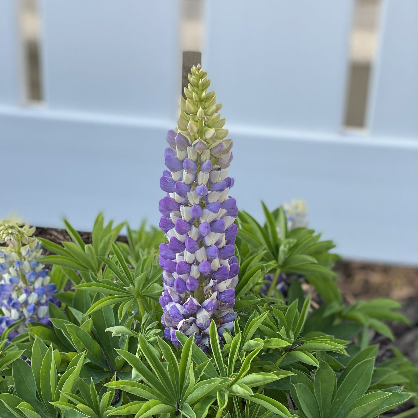 bicolor lupine flower spikes close-up