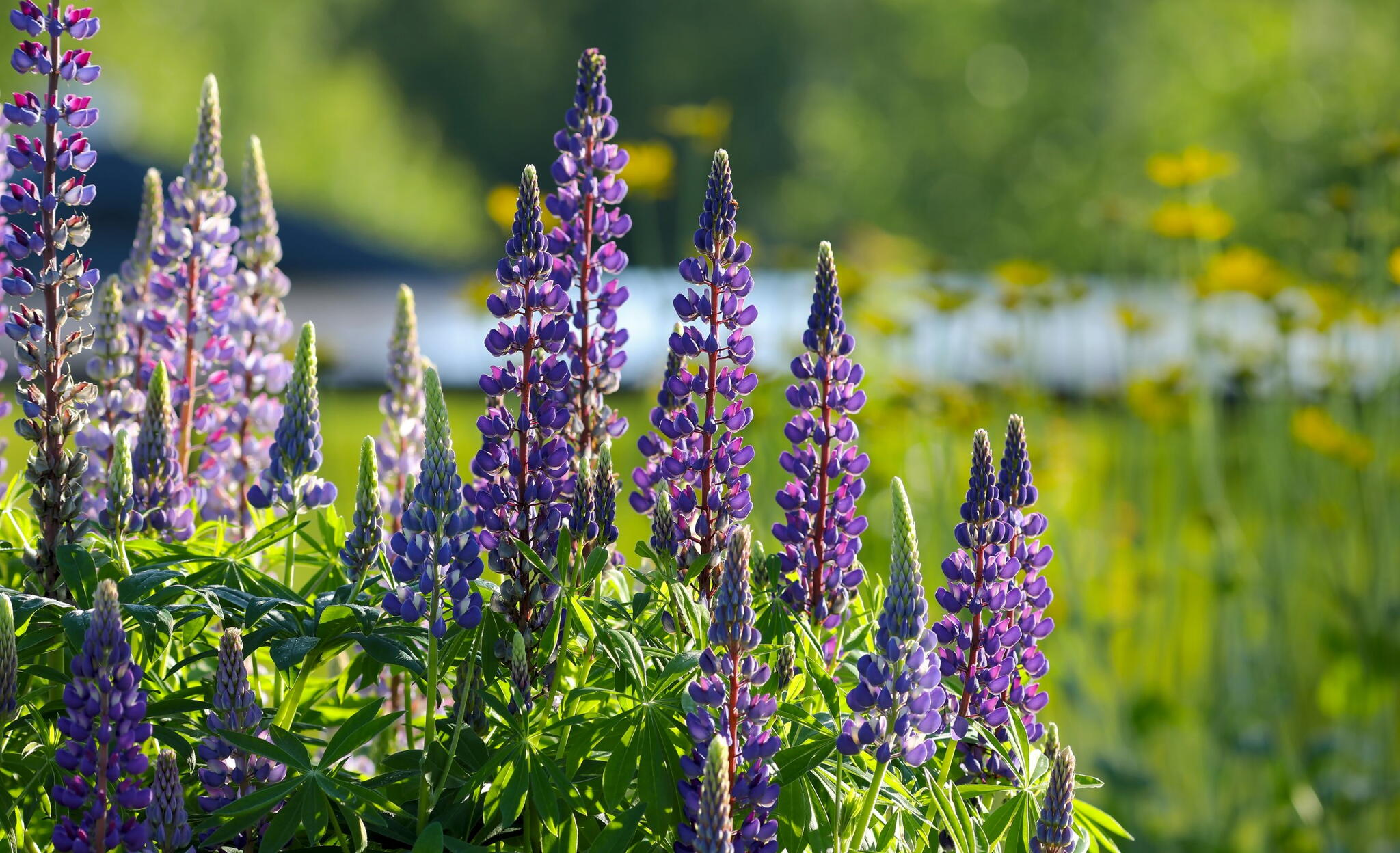 deer near lupine garden border