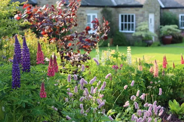 Beauty or Bully? The Lupine Naturalization Debate and How to Plant Responsibly