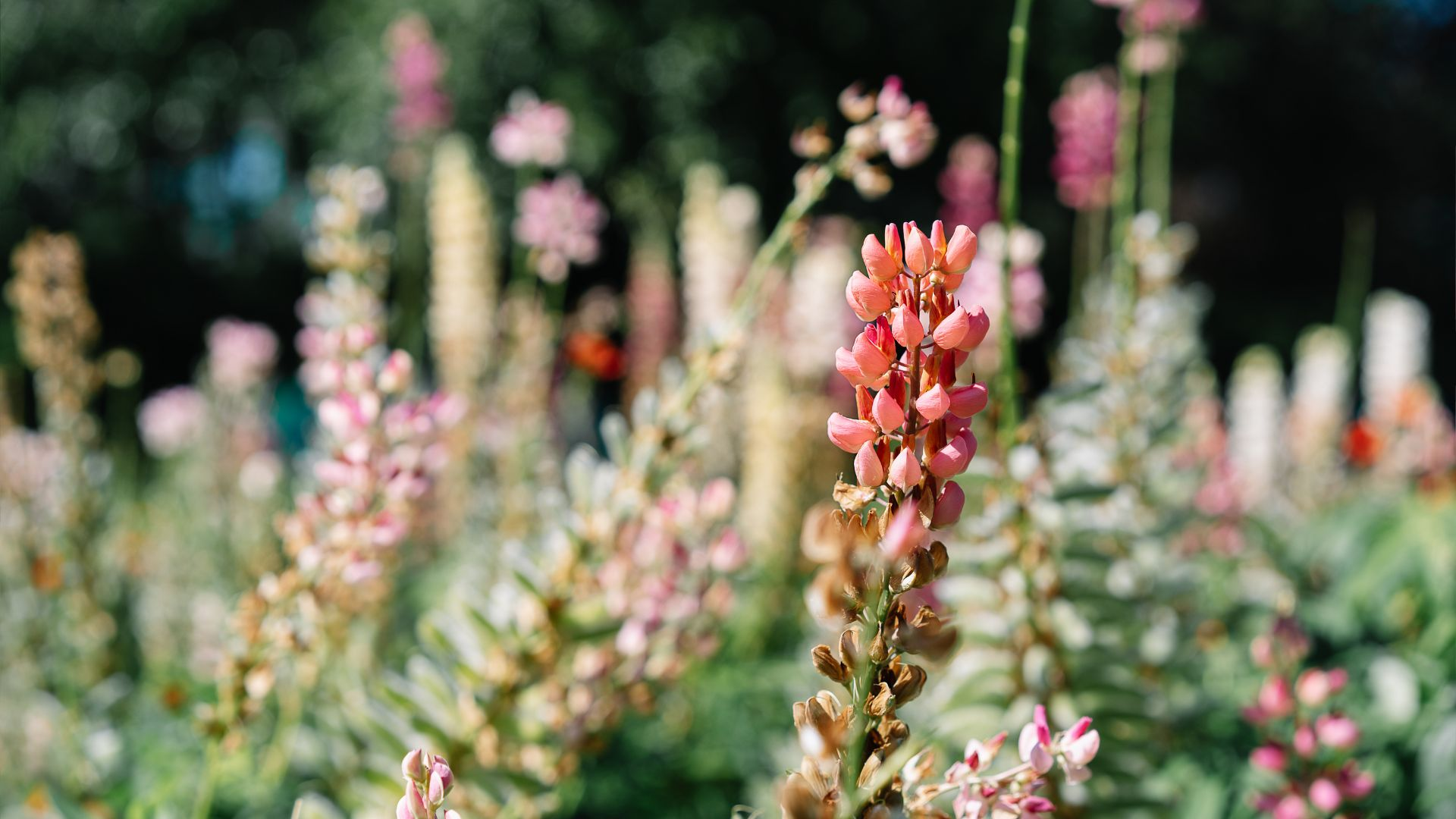 deadheading lupine with pruners