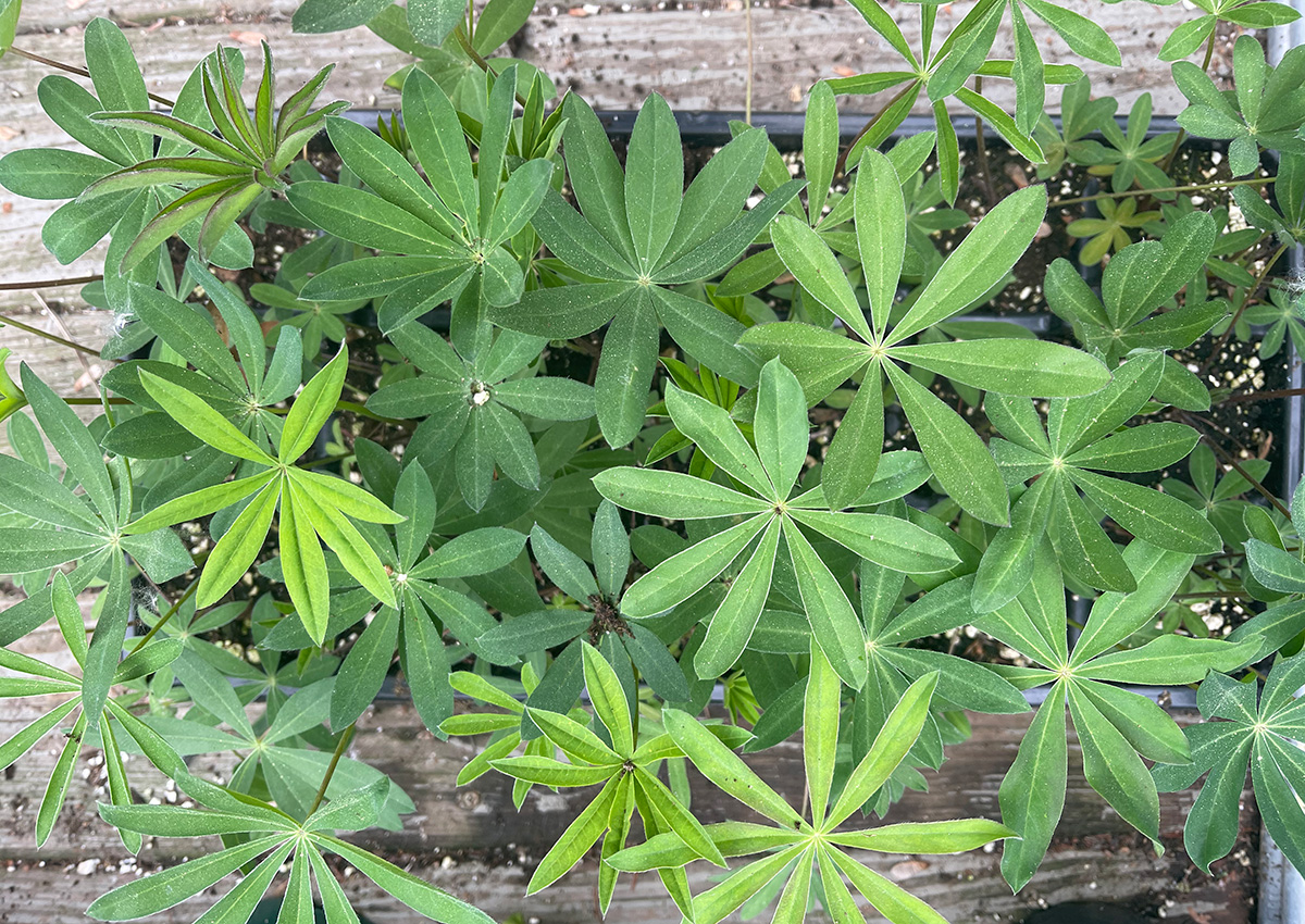 lupine seedlings in pots