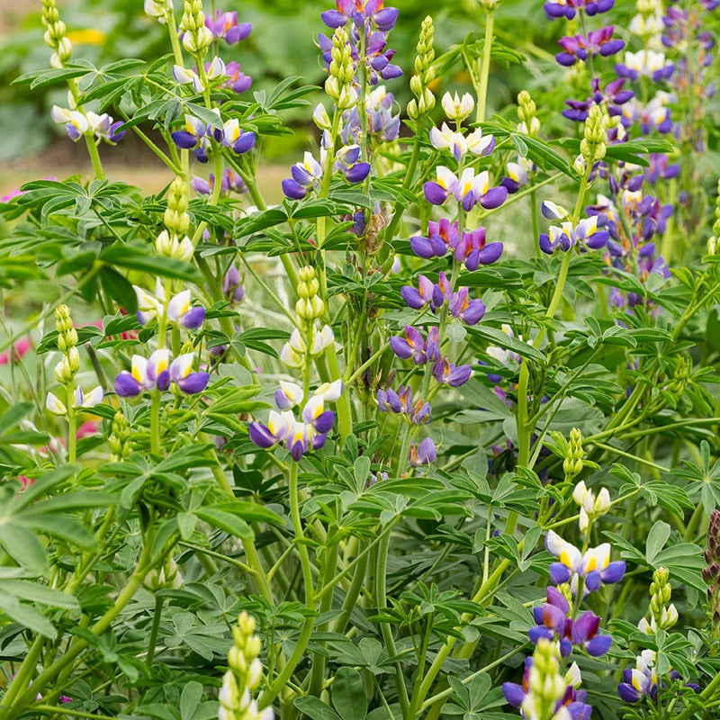 All Leaves, No Spires? Fix Shady Spots, Rich Soils, and Heat Stress to Get Lupines Blooming