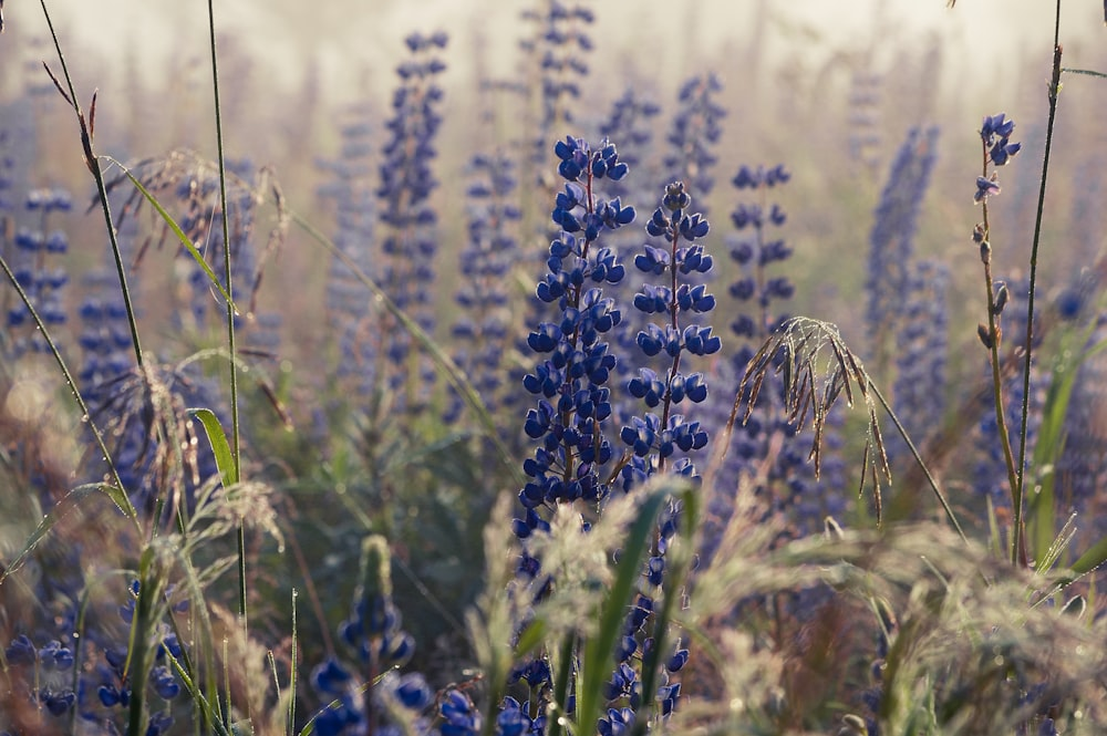 lupine shade cloth afternoon heat
