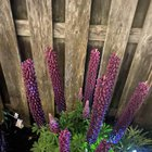 lupine watering at base