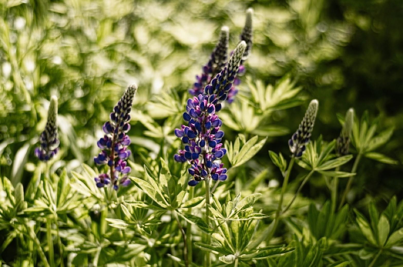 lupine taproot rootball transplant