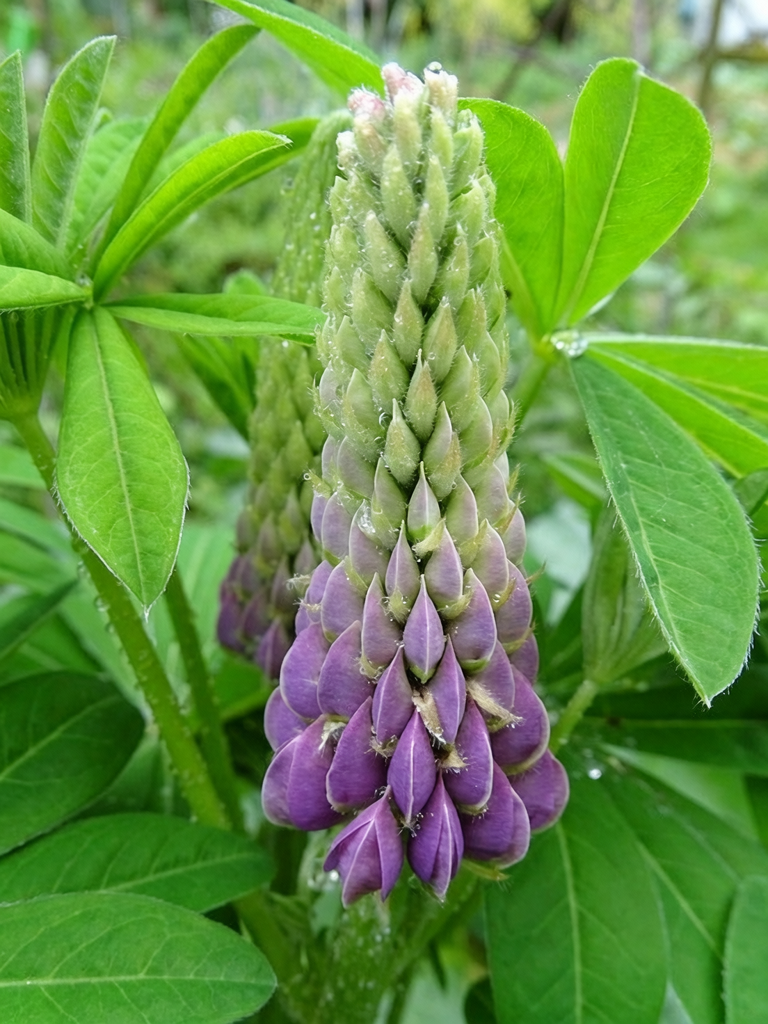 lupine powdery mildew leaf close-up