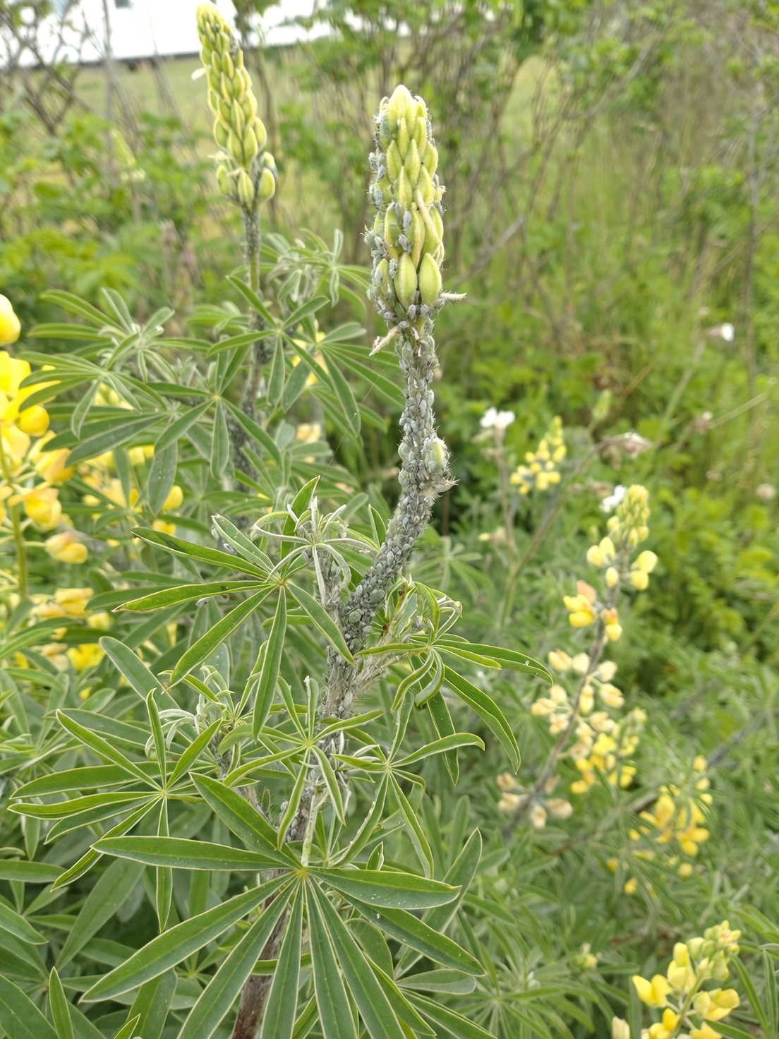 lupine aphids on flower buds