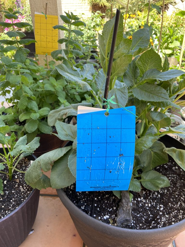 lupine blue sticky trap garden