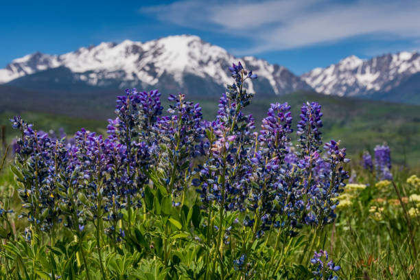 Lupinus polyphyllus mountain meadow