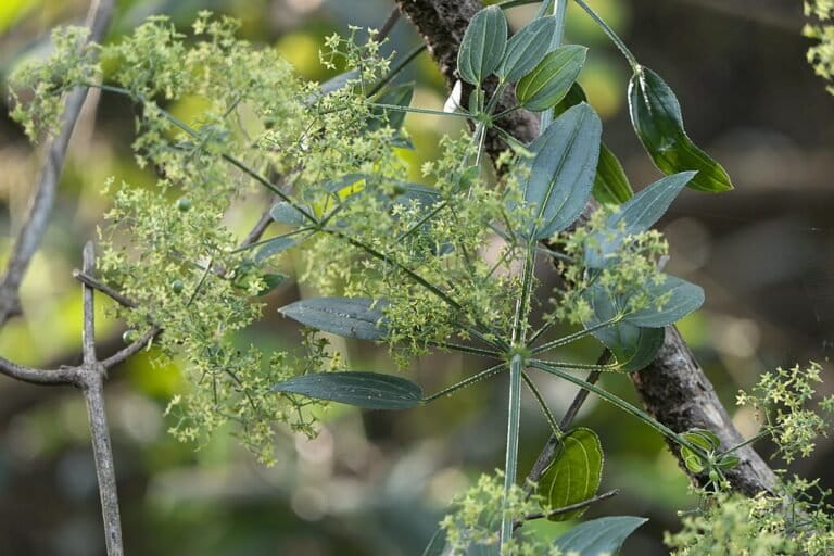 lupine tea plantation intercropping