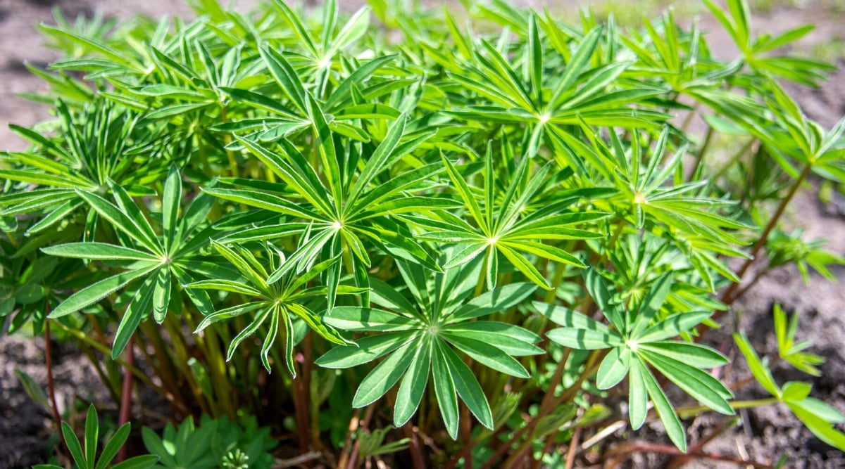 lupine palmate leaves close-up