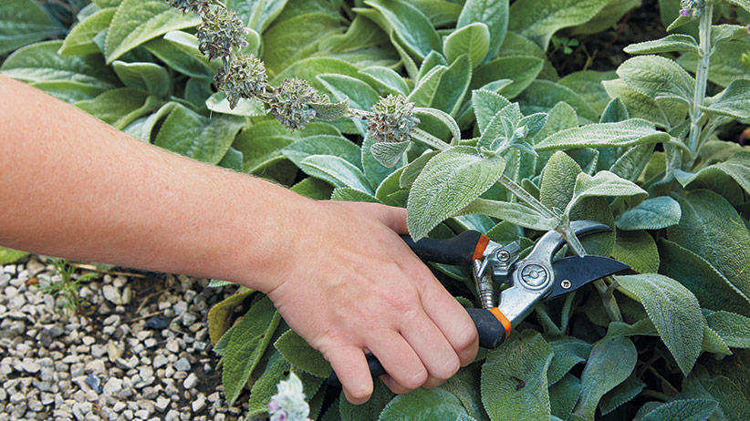 deadheading lupine with pruners