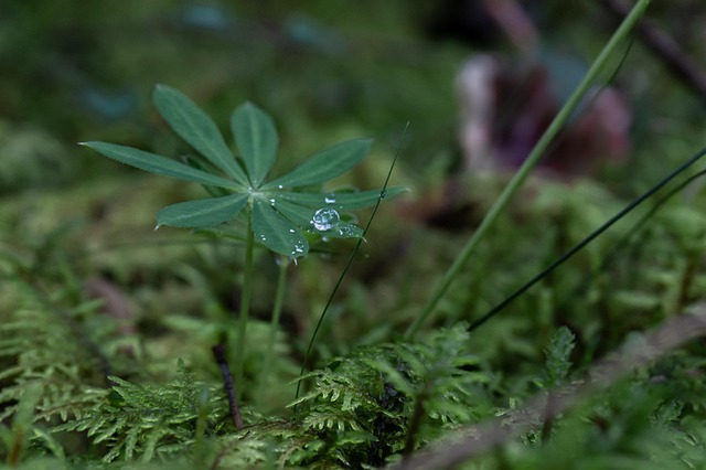 lupine palmate leaves close-up