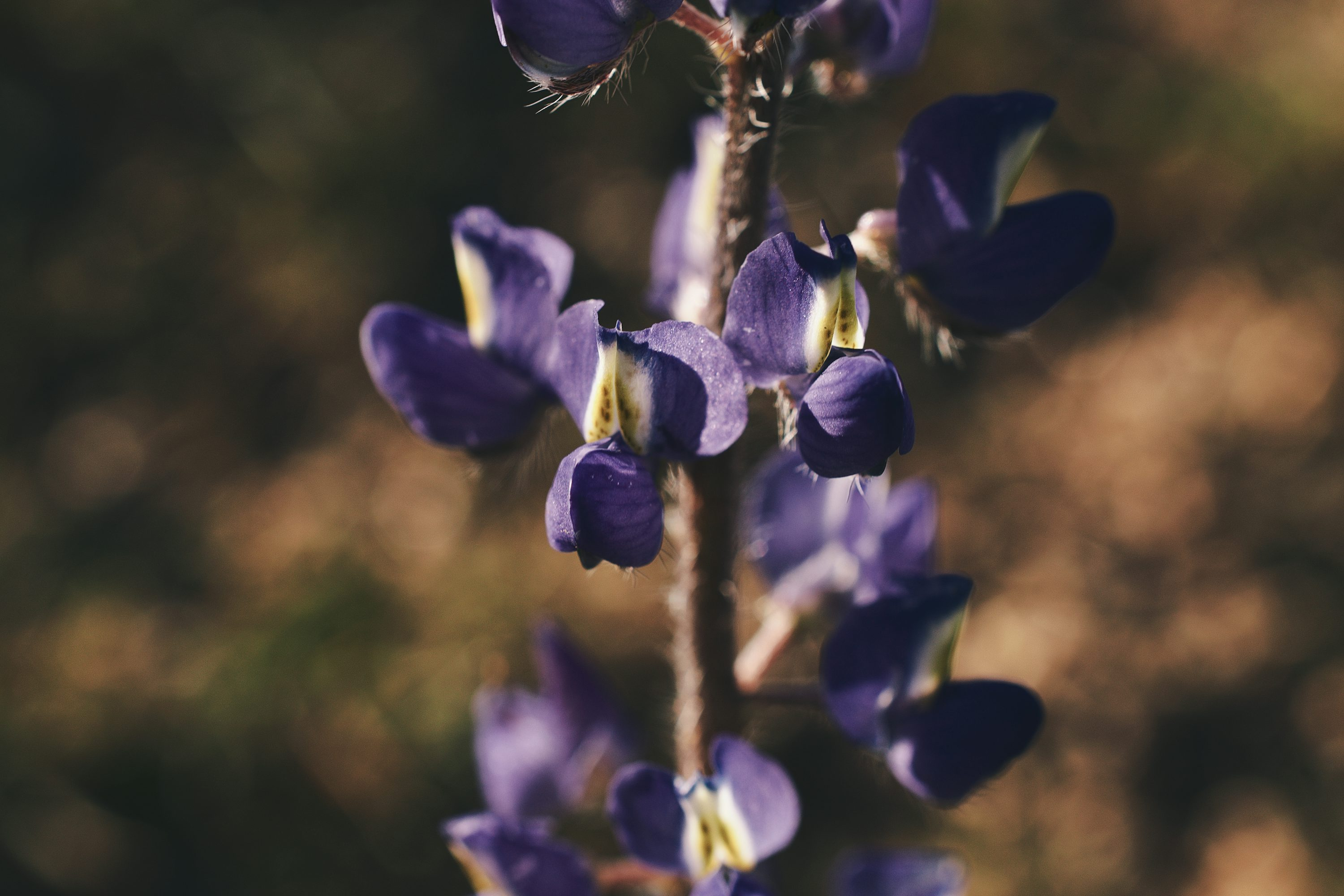 lupine flower spike half open