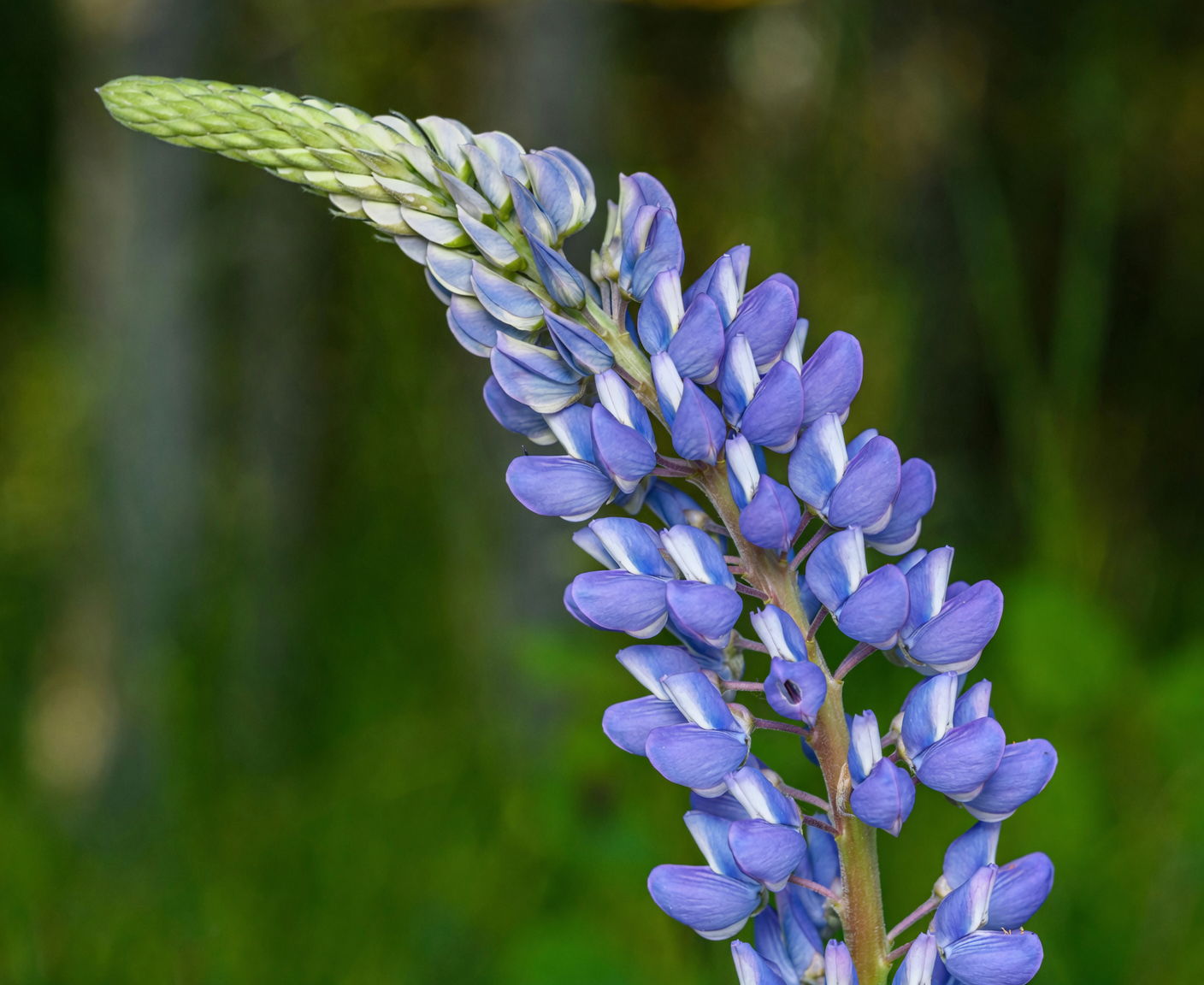 lupine root nodules close-up