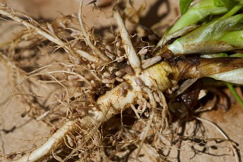 lupine root nodules close up