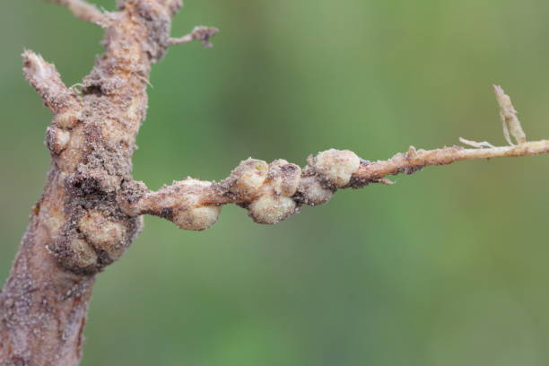 lupine root nodules close-up
