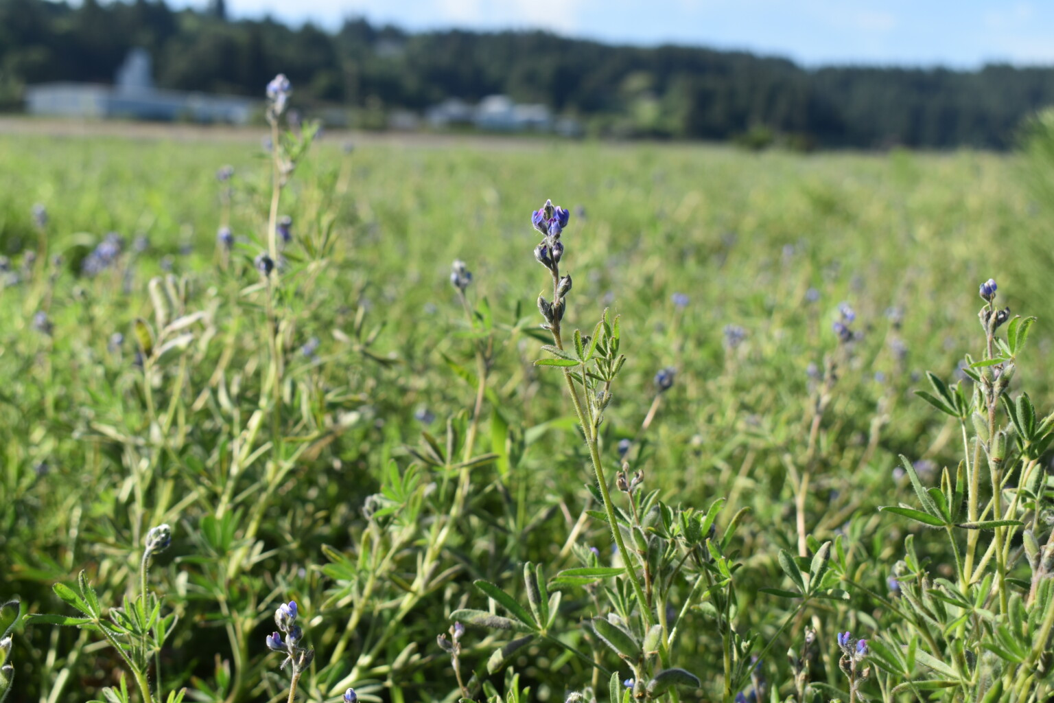 lupine between tea rows