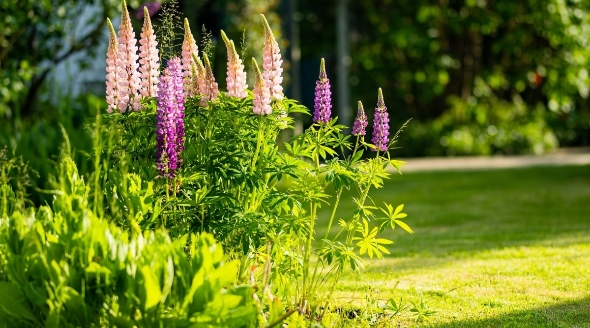 lupine under shade cloth summer