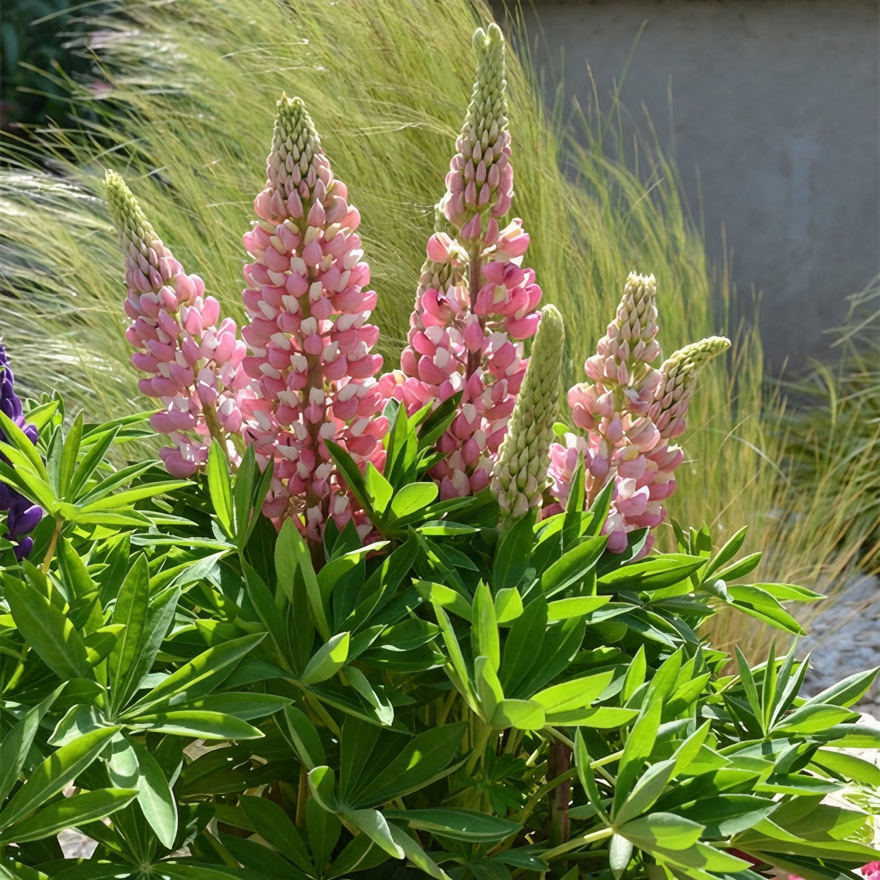 lupine deep pot bark mulch