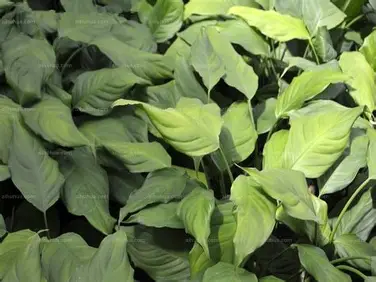 Chinese Evergreen Bild 5