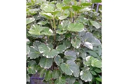 ফলস অ্যারালিয়া ছবি 6