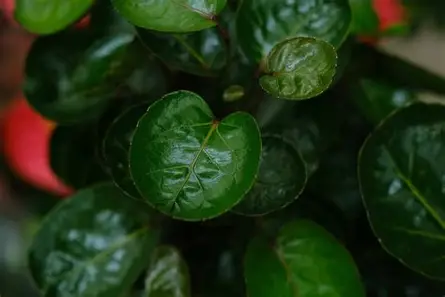 ফলস অ্যারালিয়া ছবি 7