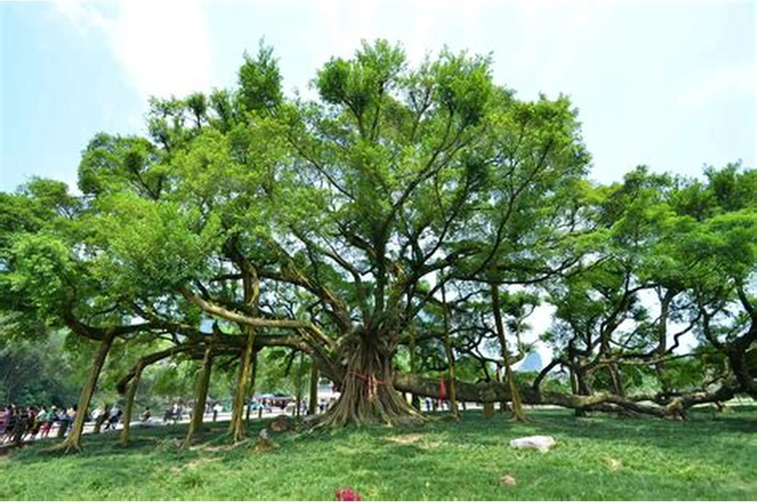 榕树 图片 3