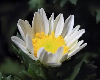 金玉菊