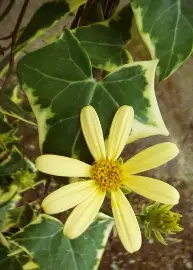 Variegated Senecio image 5