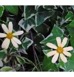 Variegated Senecio image 2