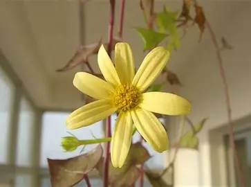 Variegated Senecio image 3