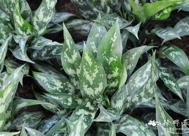 斜纹粗助草 图片 2