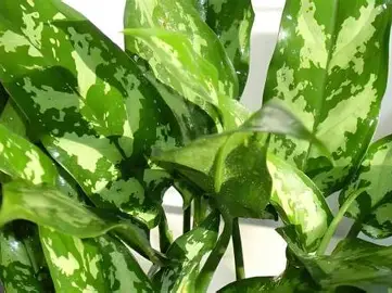 斜纹粗助草 图片 4
