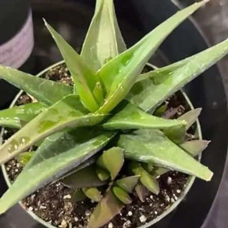 Zebra Haworthia image 6