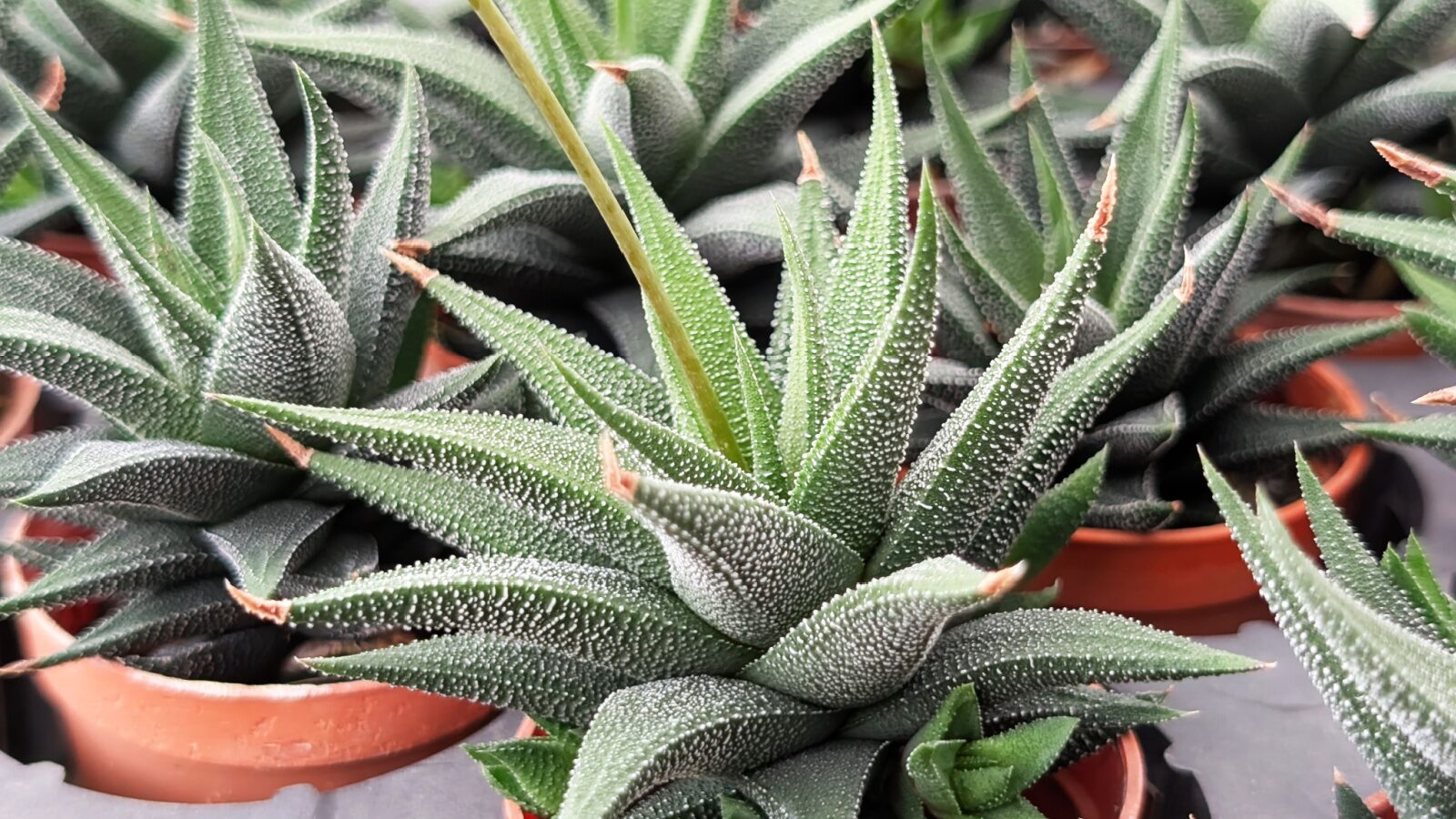 Zebra Haworthia image 2