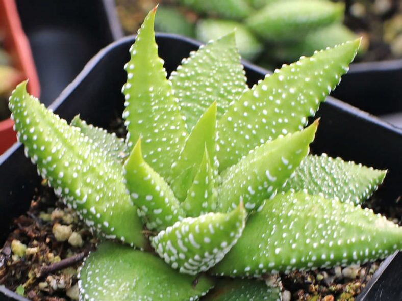 Zebra Haworthia image 3