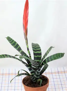 Zebra Bromeliad image 3