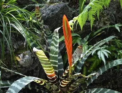 虎纹凤梨
